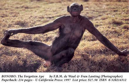 adult female bonobo, lying back, legs spread, smiling
