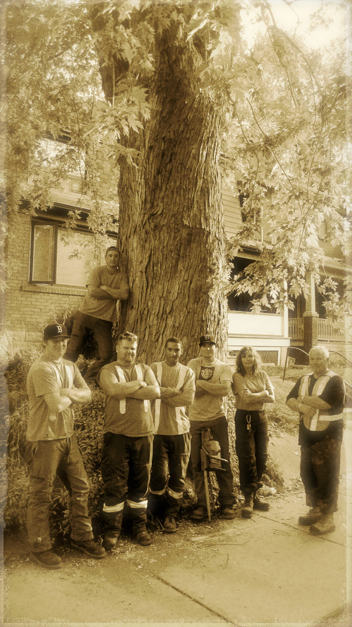 the tree removal crew, photo has been tinted in sepia
