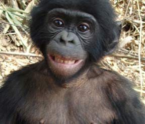 smiling baby bonobo