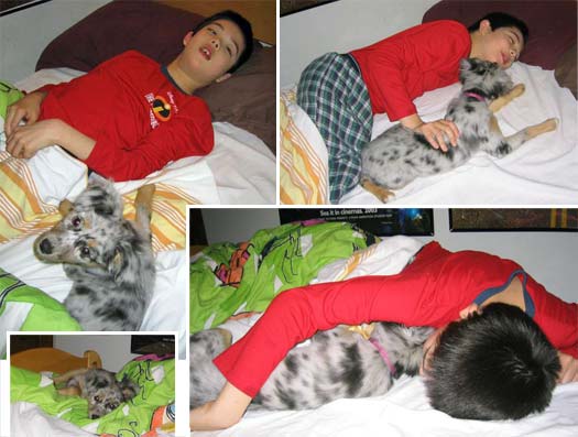 Boy and his dog in bed