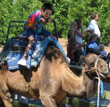 Jon on a Sally the camel