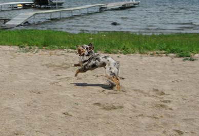 Photon running on sand with toy in her mouth