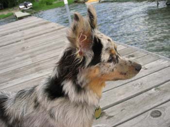Photon with erect, windblown ears