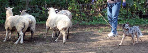Photon NOT staring at the sheep