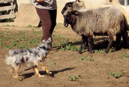 Photon giving a sheep the eye