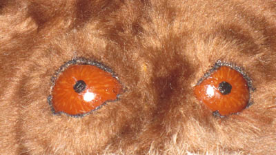 Close up of brown eyes