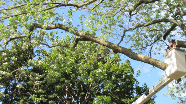 the first big branch has been cut