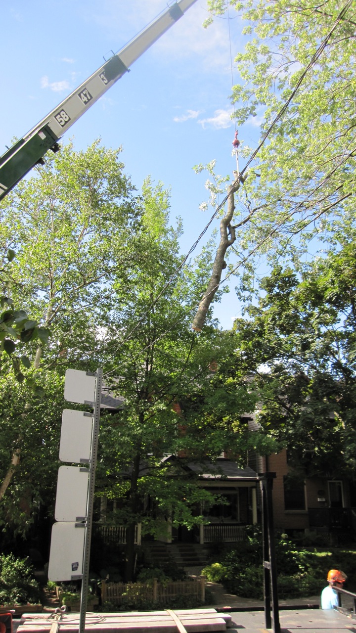 the branch is lowered to the ground