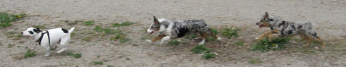 a train of chasing dogs