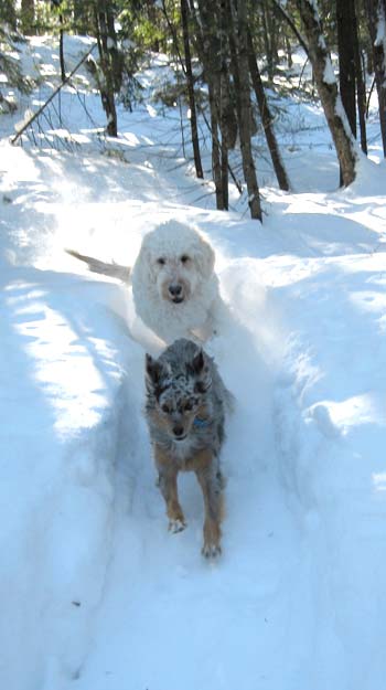 Photon is chased by Keski in the snow