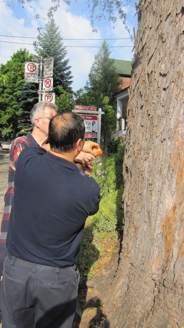 the city spray painting a red dot on the tree