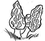 Morel mushrooms