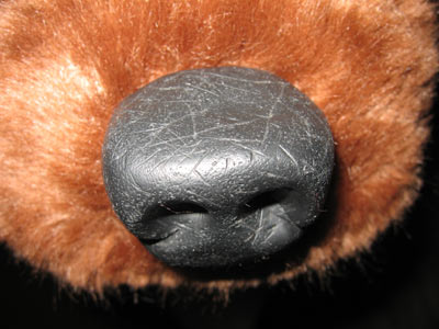 animal nose in close up