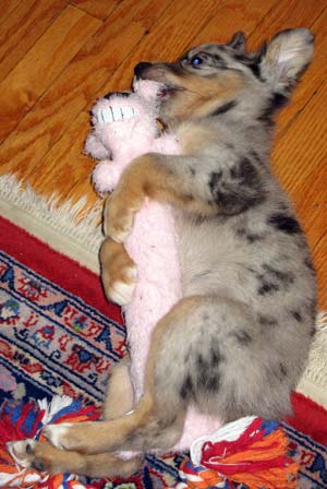 dog looking like a bunny