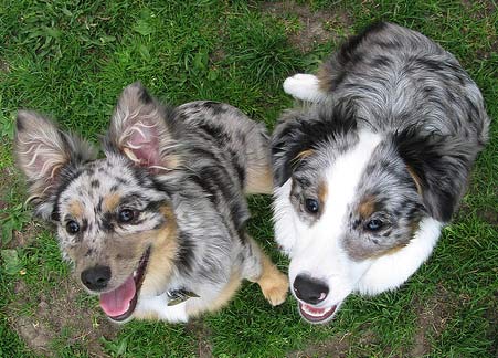 Our dog Photon and her sister Cobalt