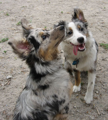 Photon and Cobalt at rest