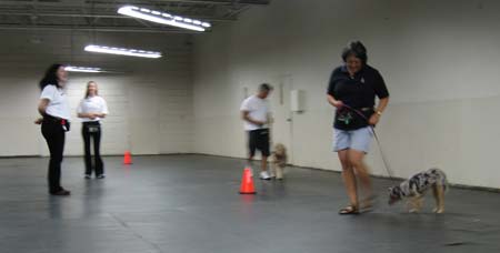 dogs