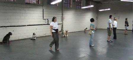 dogs and owners playing bang