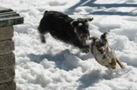Photon and Jasmine running in the snow