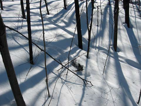 Photon in the snow