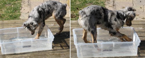 Photon splashing in her makeshift wading pool