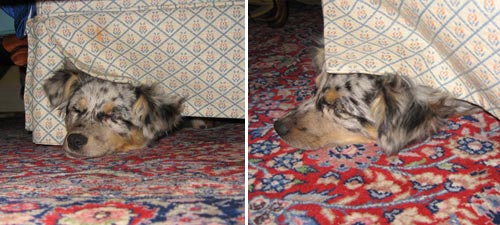 Photon under her favourite chair