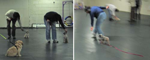 Photon doing sit and come exercises