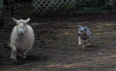 Photon running down a straggler