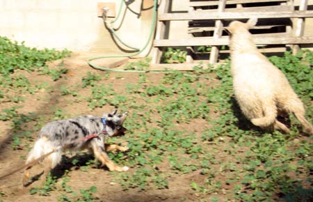 Photon running down a another straggler