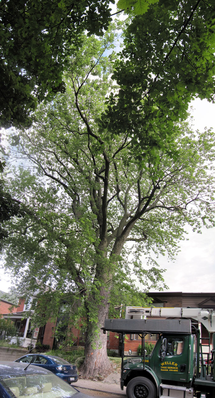 the tree as seen from the west