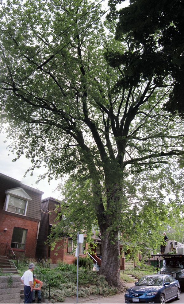 the tree as seen from the west
