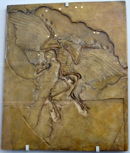archeopteryx