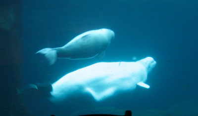 Beluga calf and mother