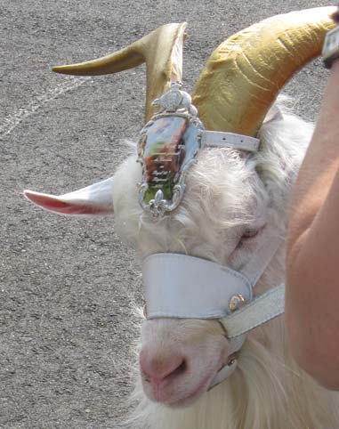 Close up of goat with golden horns