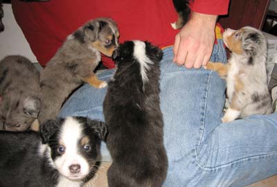 puppies board Peter like pirates to a ship