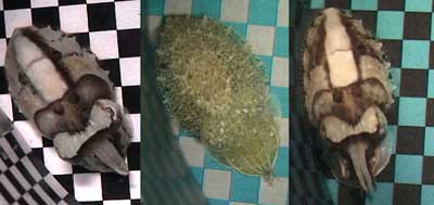 a cuttlefish attempting to camoflauge on various coloured checkered grids