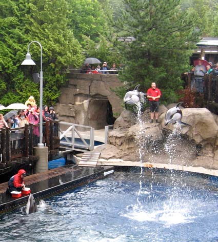 dolphins about 18 feet in the air