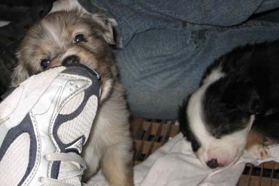 puppy gnaws on shoe while another sleeps