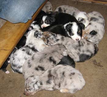 a pile of puppies sleeping together