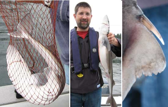 Jon's second fish, a dogfish shark