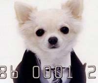 Aifo's mascot, Ku-chan