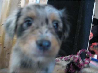 puppy staring at camera