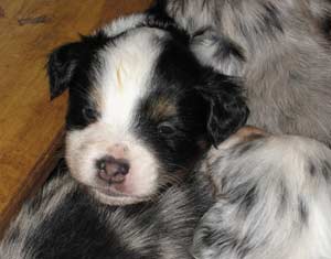 a cute tricolour puppy