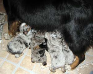 10 puppies trying to feed from their mom, who is standing