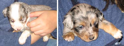 puppies being cuddled