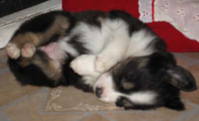 puppy sleeping with all four paws in air