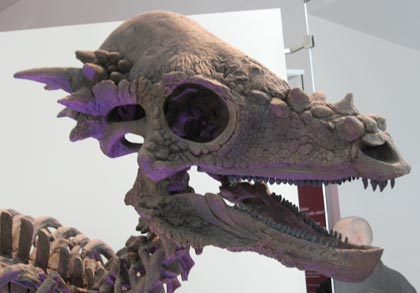 dinosaur with big frilled skull