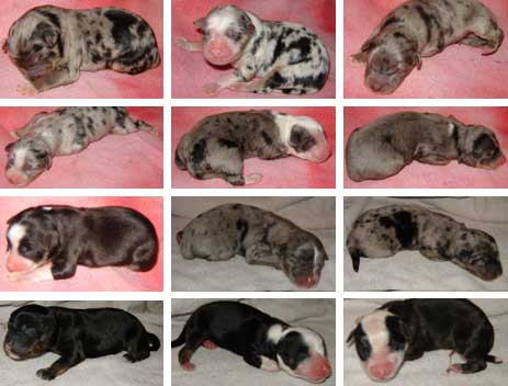 twelve brand new puppies