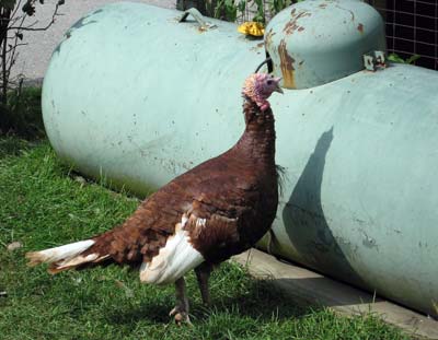 turkey beside an old propane tank