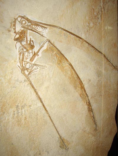 pterosaur with wing leather